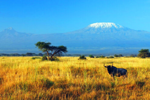 Kilimanjaro (2)